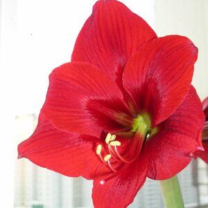 Meet your Posher, Elena